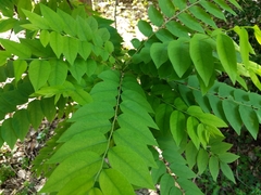 Phyllanthus acidus