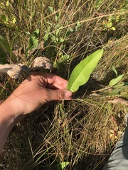 Solidago rigida humilis