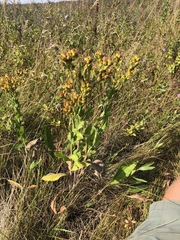 Solidago rigida humilis