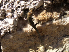 Podarcis muralis
