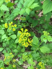 Angiospermae