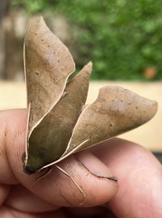 Xylophanes porcus