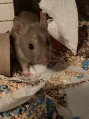 Mesocricetus auratus