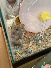 Mesocricetus auratus