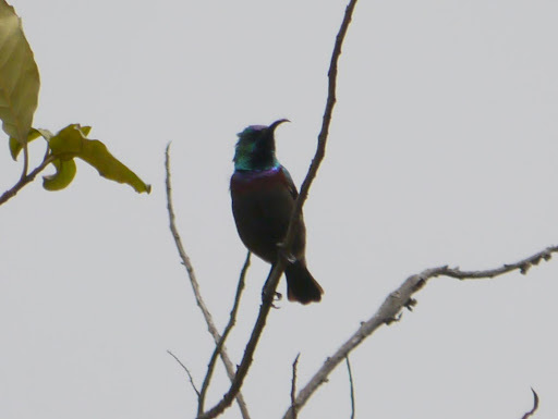 Orange-tufted Sunbird (Cinnyris bouvieri), photo 3
