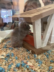 Mesocricetus auratus