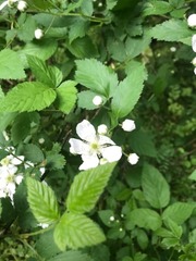Angiospermae