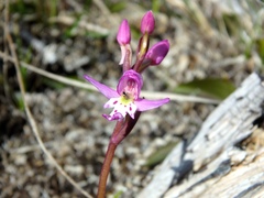 Galearis rotundifolia