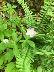 Angiospermae