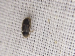 Heterocerus fenestratus