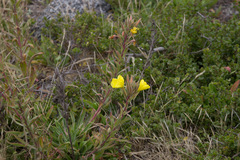 Oenothera elata hookeri