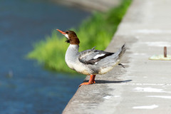 Mergus merganser