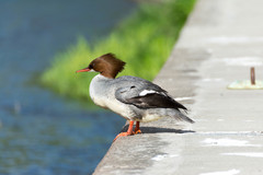 Mergus merganser