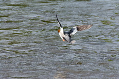 Mergus merganser