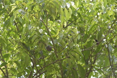 Annona reticulata