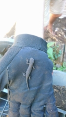 Ichthyosaura alpestris