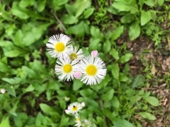 Angiospermae