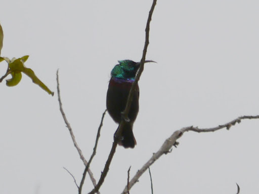 Orange-tufted Sunbird (Cinnyris bouvieri), photo 4