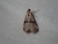 Zebeeba falsalis