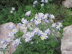 Aquilegia coerulea coerulea