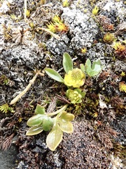 Ranunculus pygmaeus