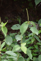 Acalypha cincta