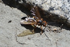 Sphecius speciosus