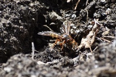 Sphecius speciosus
