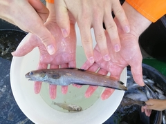 Enchelyopus cimbrius