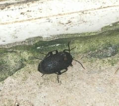 Penthe obliquata