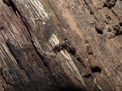 Stigmatomma pallipes