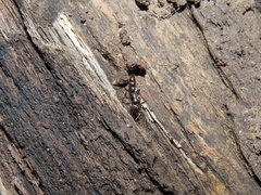 Stigmatomma pallipes