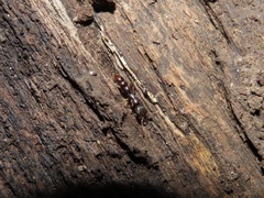 Stigmatomma pallipes