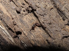 Stigmatomma pallipes