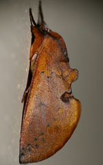 Hemiceras oleaginea