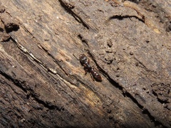 Stigmatomma pallipes