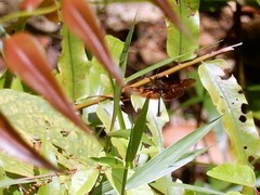 Rhyothemis obsolescens