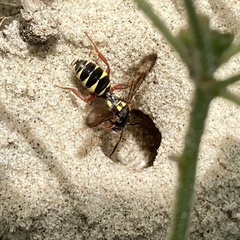 Nomada vegana