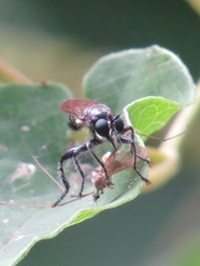 Laphria sicula