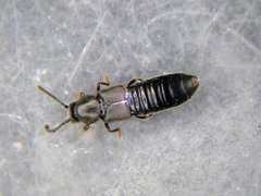 Aleochara obscurella