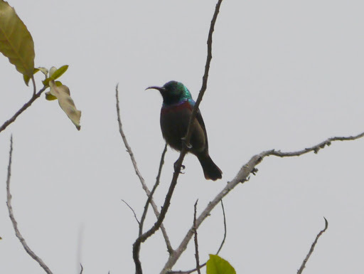 Orange-tufted Sunbird (Cinnyris bouvieri), photo 5