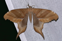 Paradaemonia terrena