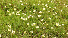 Ranunculus × spitzbergensis