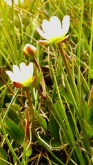 Ranunculus × spitzbergensis