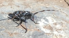 Monochamus