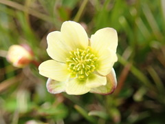 Ranunculus × spitzbergensis