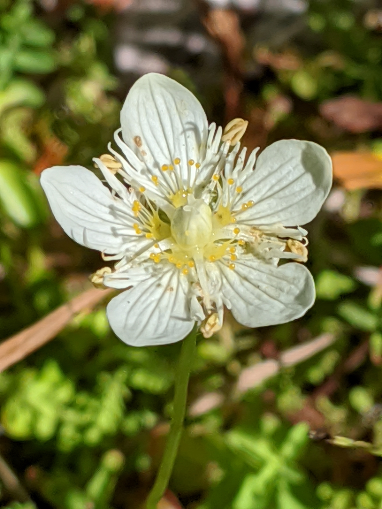 Parnassia cirrata