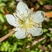 San Bernardino Grass of Parnassus - Photo (c) David Anderson, some rights reserved (CC BY-NC-SA), uploaded by David Anderson