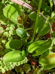 Parnassia cirrata intermedia