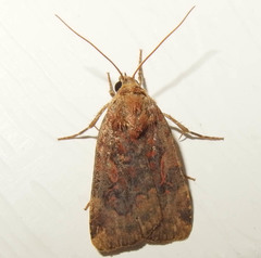 Cryptocala acadiensis